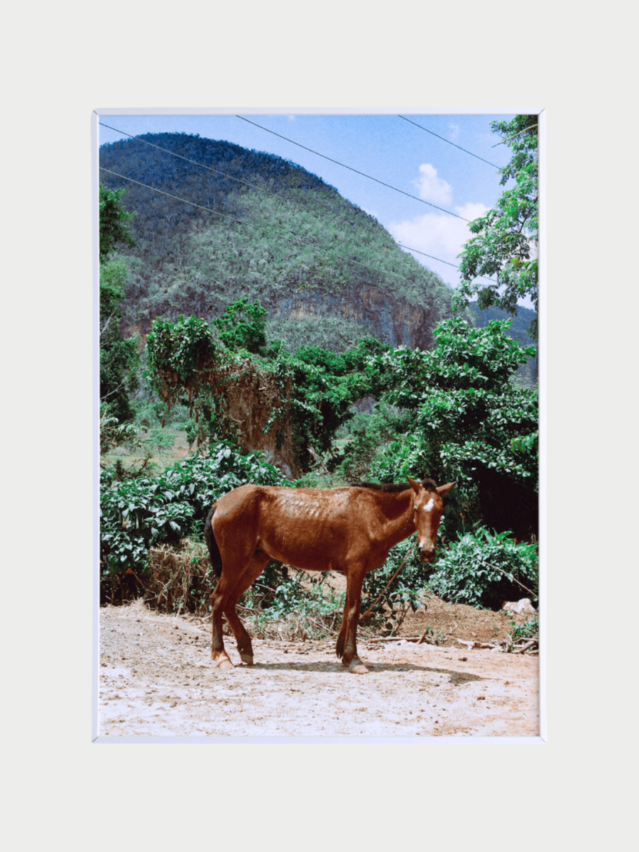 Caballo Cubano - Art Print